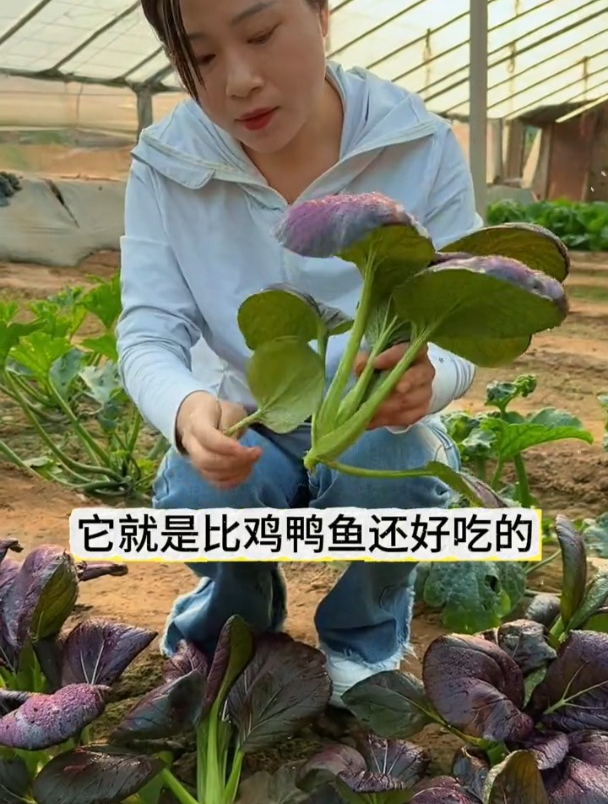 比肉还好吃,撒籽蹭蹭长,紫油菜从夏吃到冬!