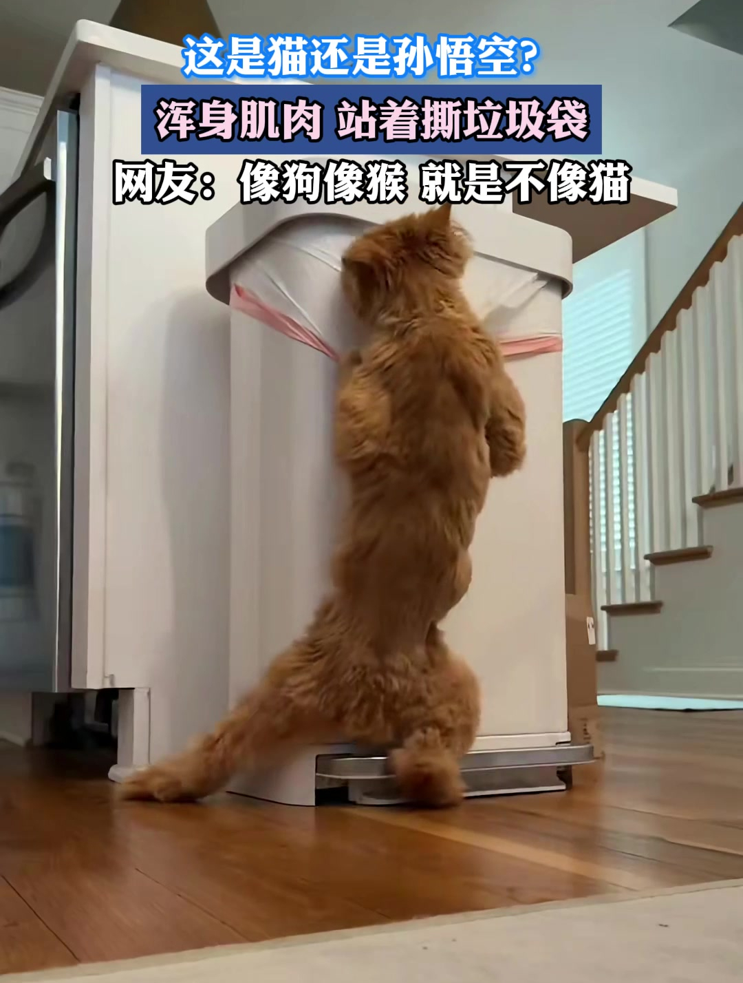 这是猫还是孙悟空?浑身肌肉 站着撕垃圾袋