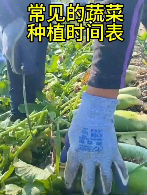 常见的蔬菜种植表,南北方差不多!