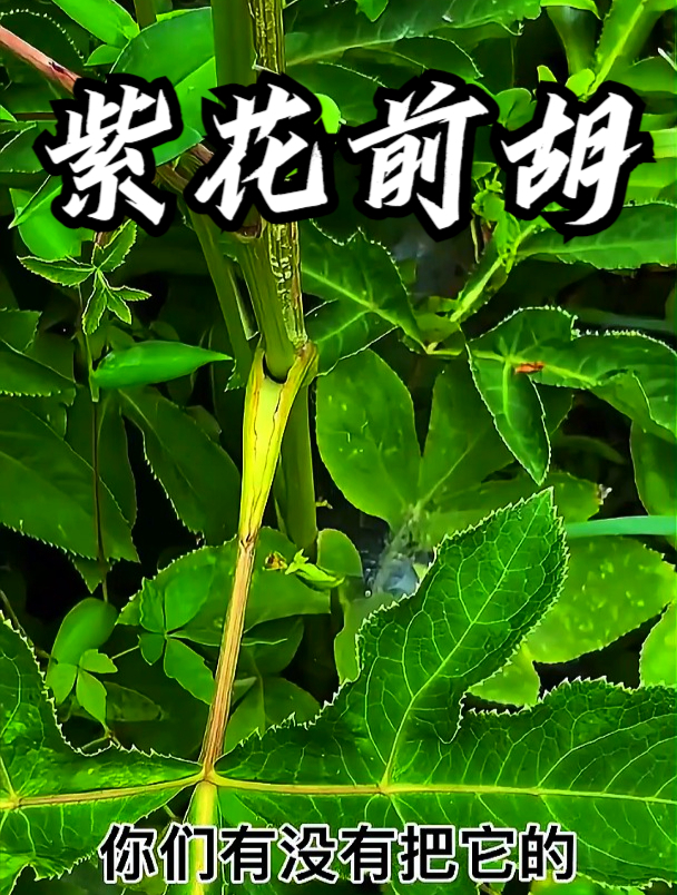 紫花前胡也叫鸭脚板,用它煮水饮用,可以缓解咳嗽