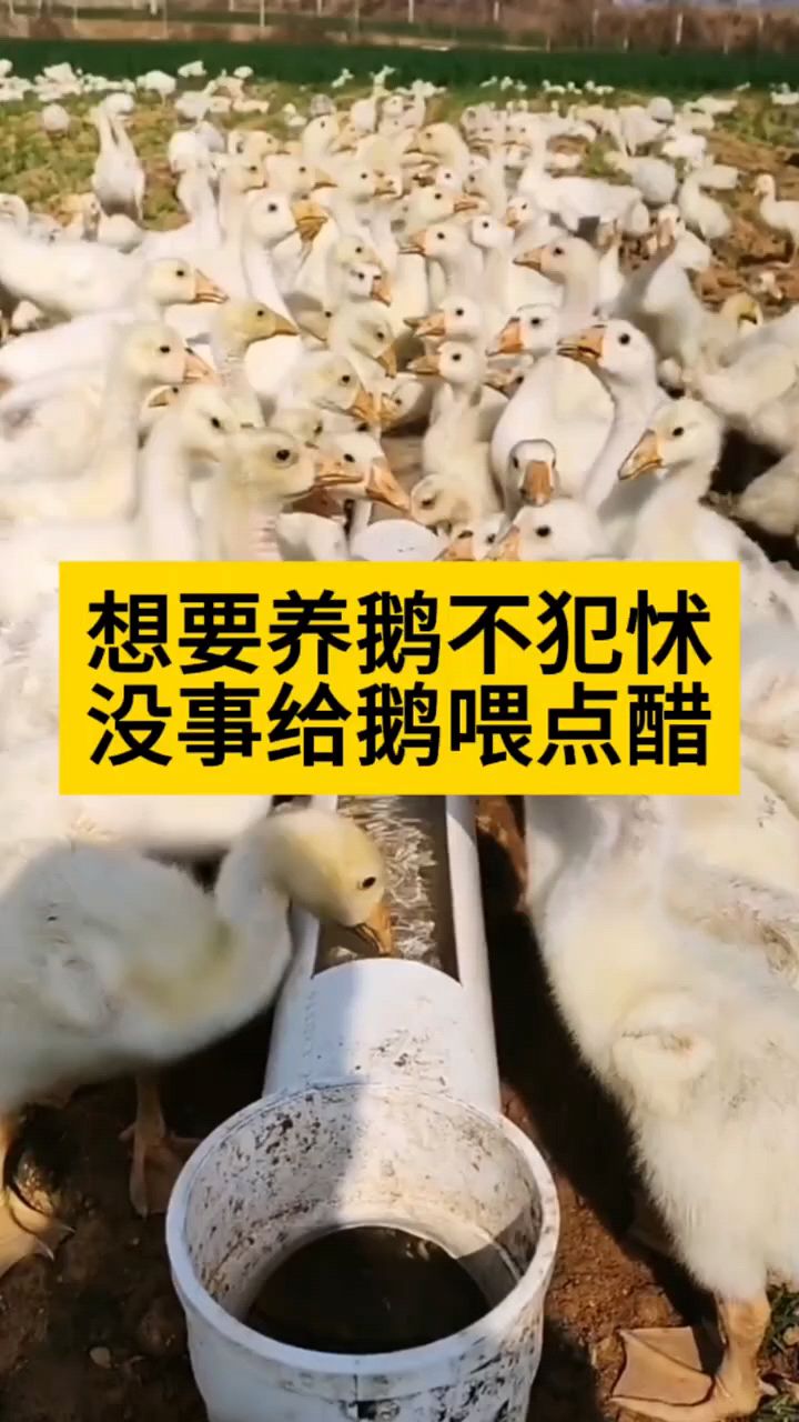 养鹅为什么要喂醋