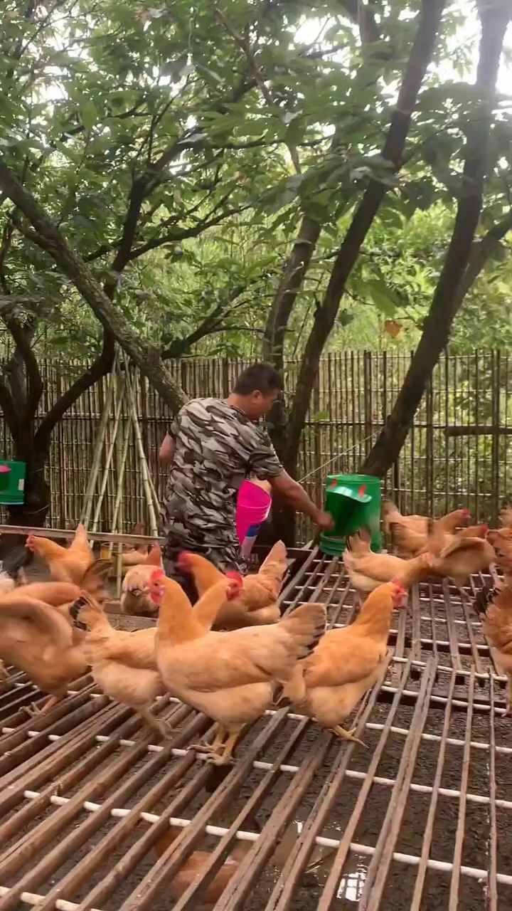 这个方法太好了,鸡窝这样做