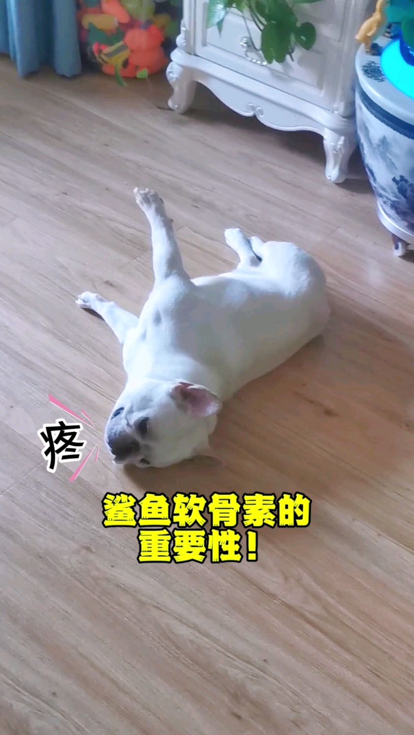 猫狗的关节问题大部分是不可逆的,尽量从小就补充鲨鱼软骨素预防