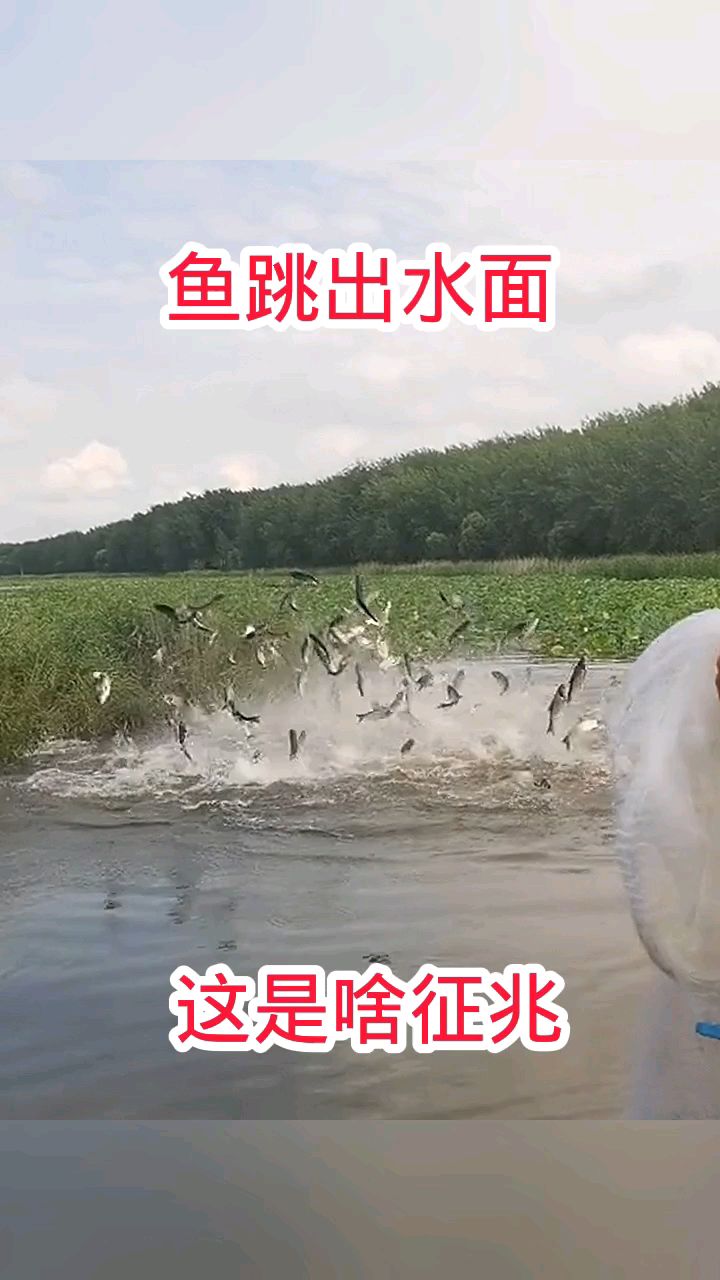 鱼跳出水面,这是啥征兆!