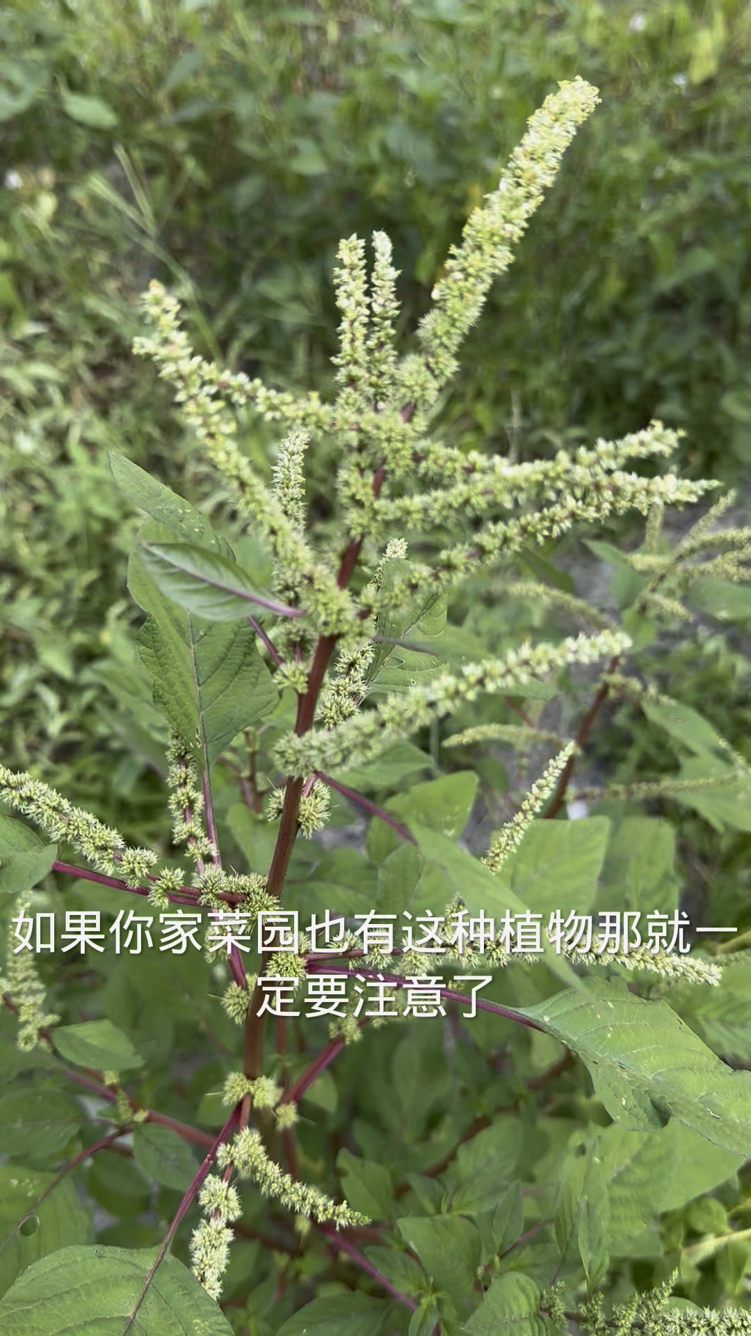 这种野菜你吃过吗