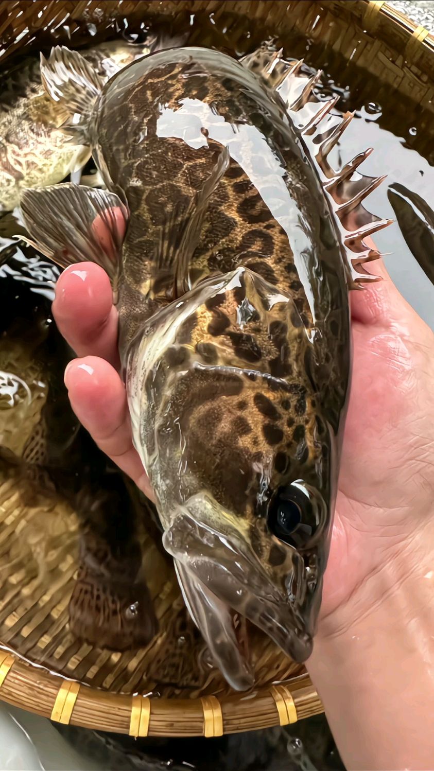 小日子一直排污你还敢吃海鲜吗?反正我是不敢吃了
