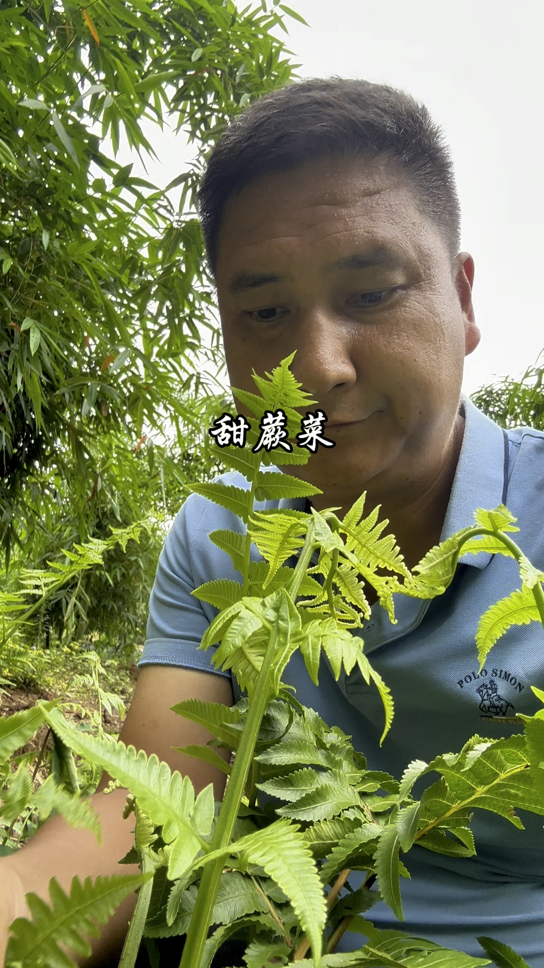 野生甜蕨菜的滋味,太好吃了吧!
