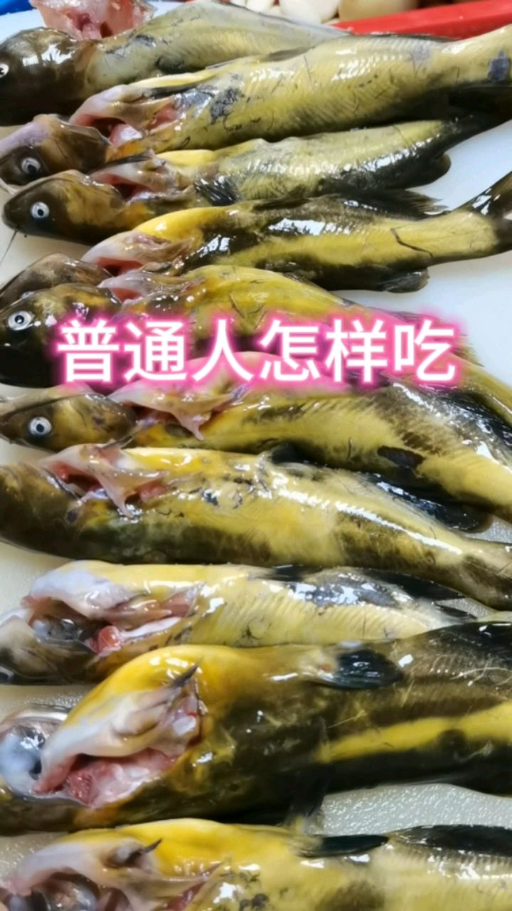 野生黄骨鱼烧茄子