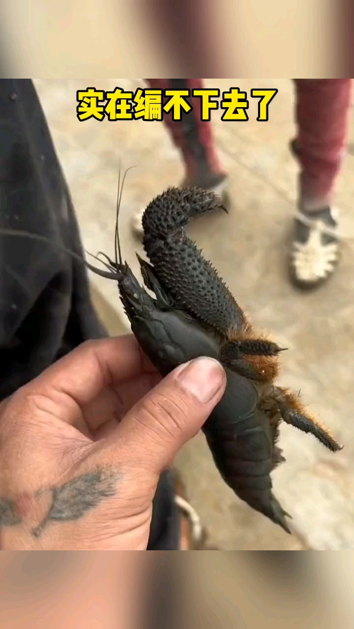 这龙虾属于什么品种?