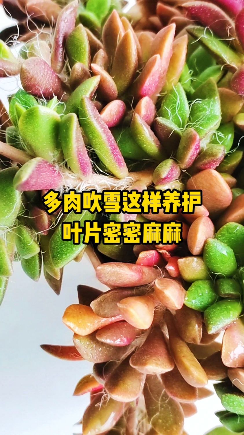 多肉吹雪这样养护叶片密密麻麻