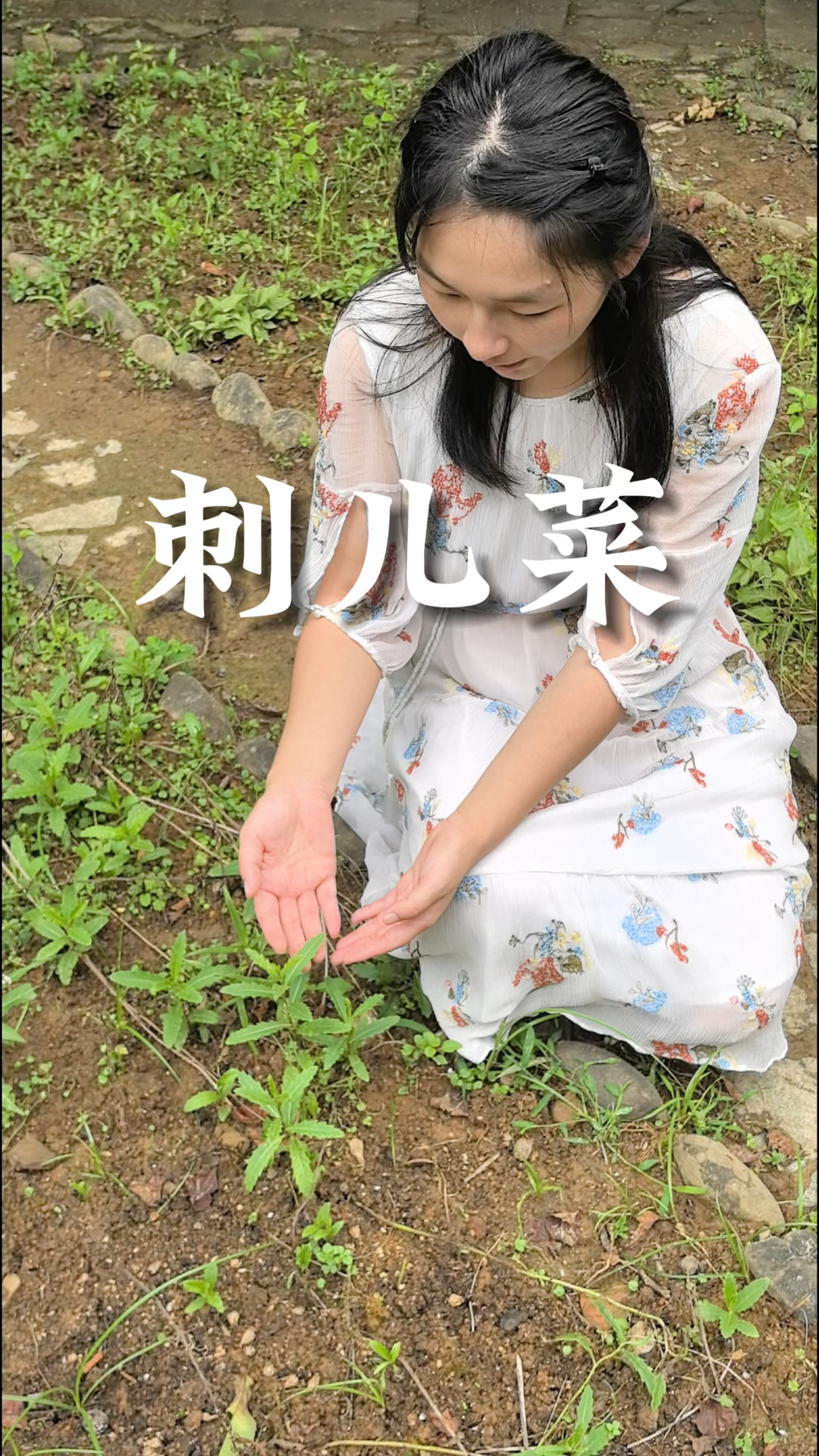 刺儿菜是野菜中的佳品,也是一味中药,中药名叫小蓟。