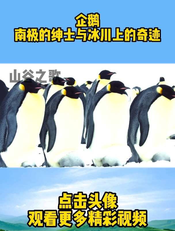 企鹅,南极的绅士与冰川上的奇迹