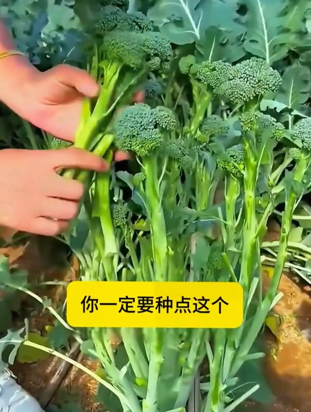 一个月能吃好几茬,西兰菜苔营养丰富,好种还不生虫!