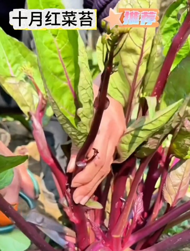 这菜北方少见,比牛肉营养价值高,红菜苔撒籽就长!
