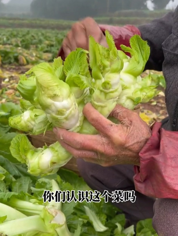 儿菜又叫娃娃菜,全身都是宝,不用复杂管理浇水就长!