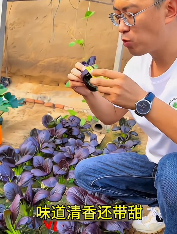 紫油菜好吃又好看,一个月吃好几茬,耐热还不招虫!
