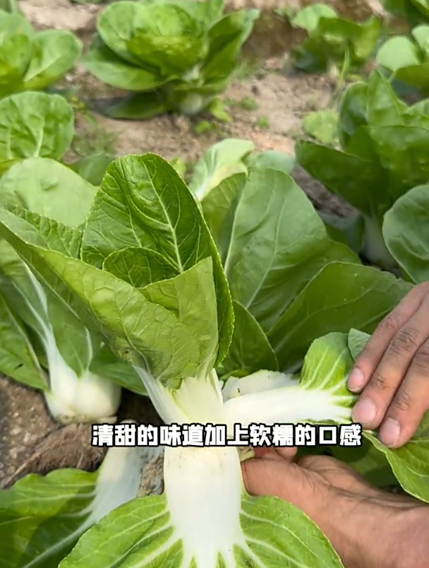 这种矮脚奶白菜,好吃好看还能当盆栽!一个月吃上好几茬
