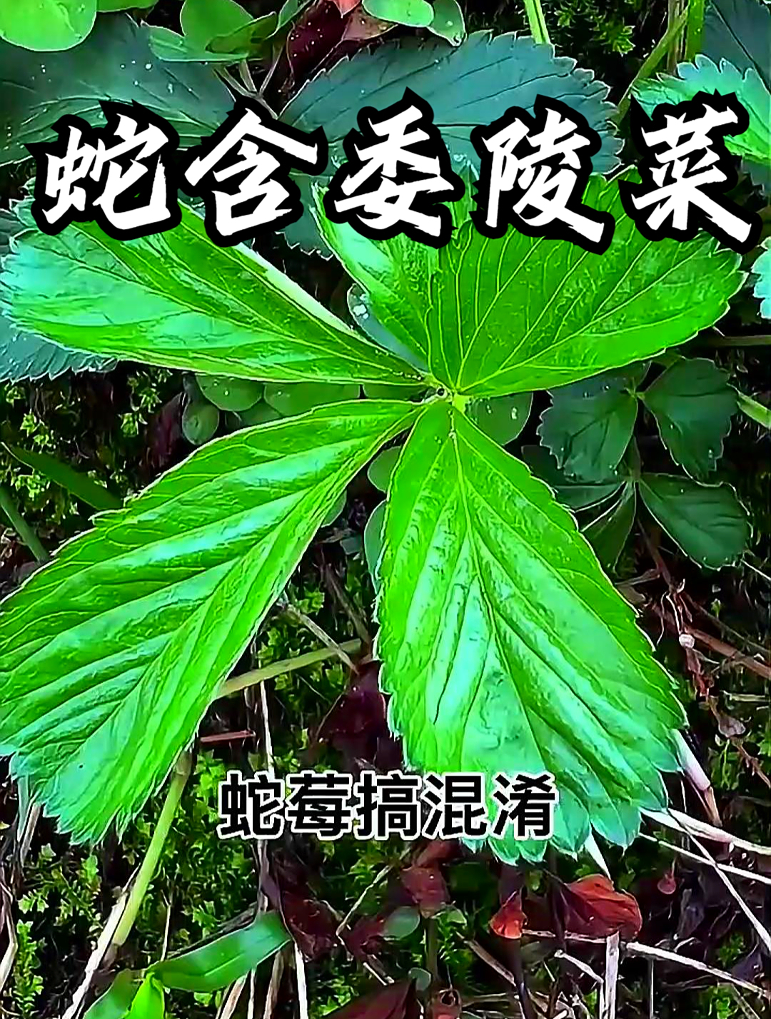 蛇含委陵菜也叫五皮风,拿它煮水饮用,可以促进消化