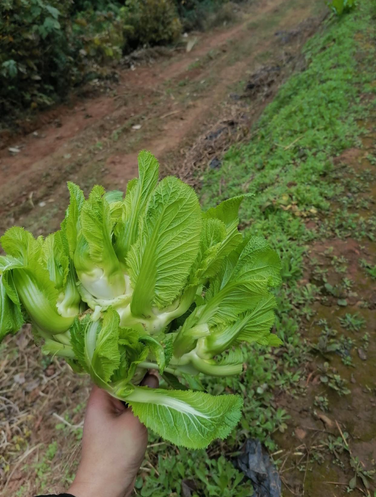 儿菜那么难吃,为何种的人还很多?