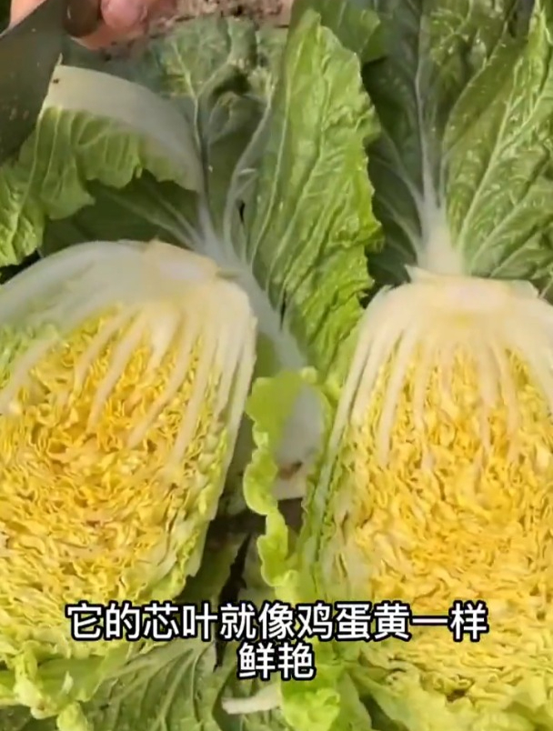 高养胜牛肉,黄心大白菜,口感比豆腐嫩!