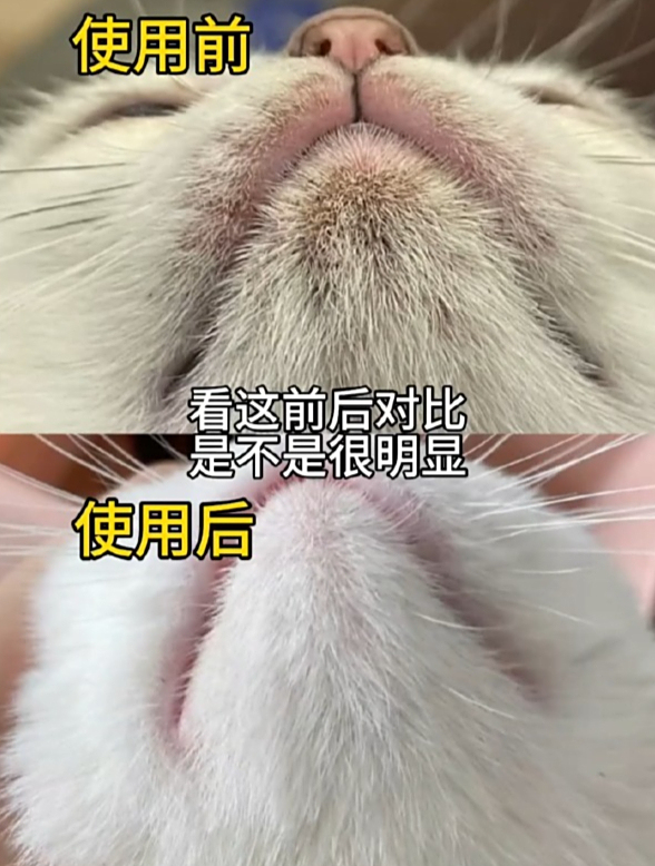 猫咪出现黑下巴,油尾巴,就用这个,一瓶轻松搞定