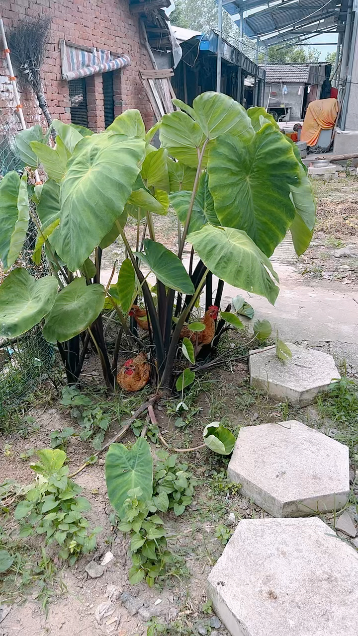 芋头藤下的青脚麻鸡