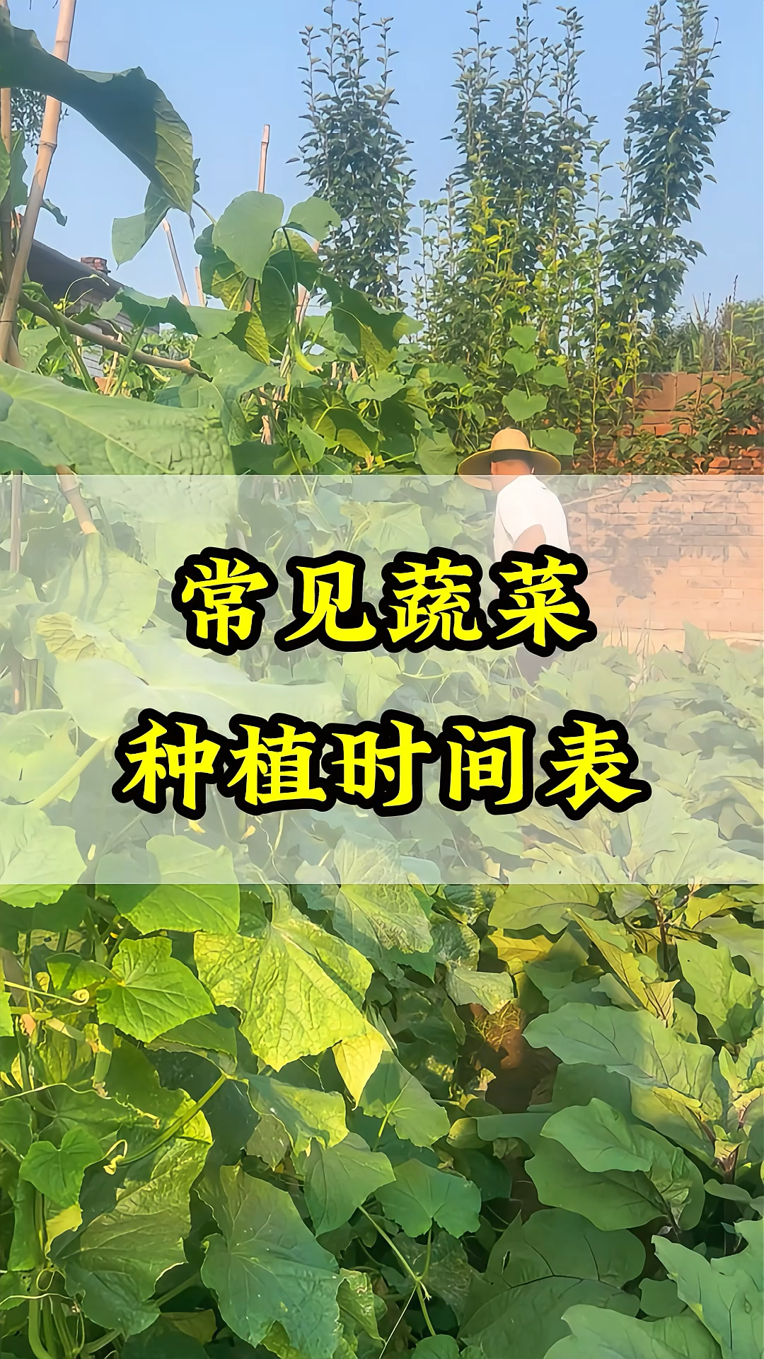 常见蔬菜种植时间表