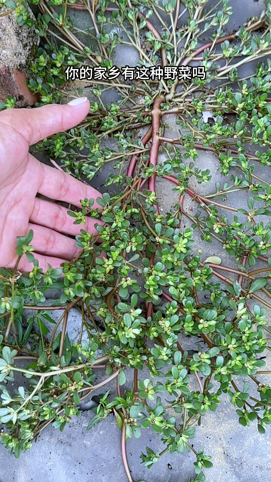 瓜子菜又名马苋菜、马齿苋,一种常见野菜,农村人常在田边采挖它