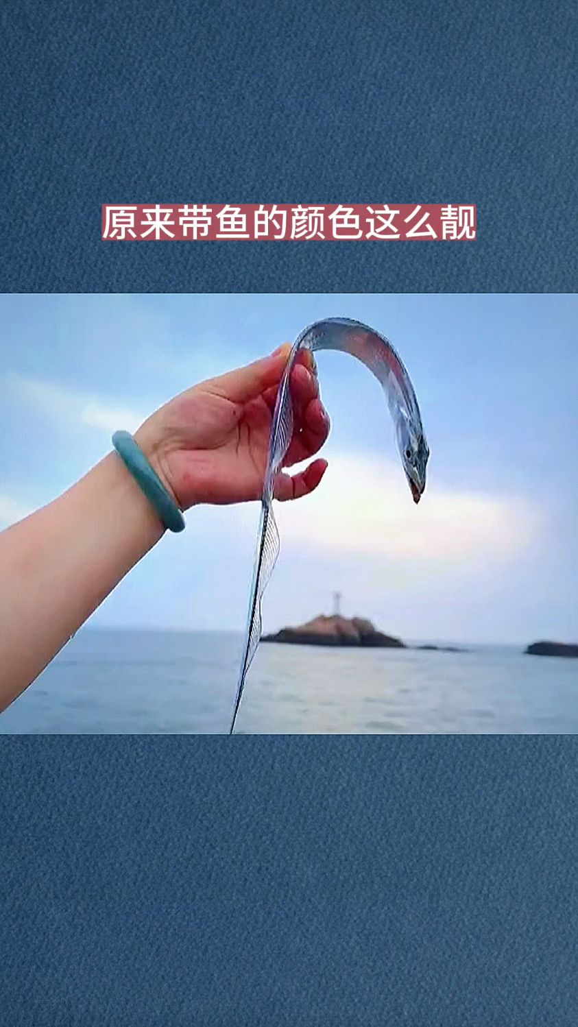 原来带鱼的颜色这么靓