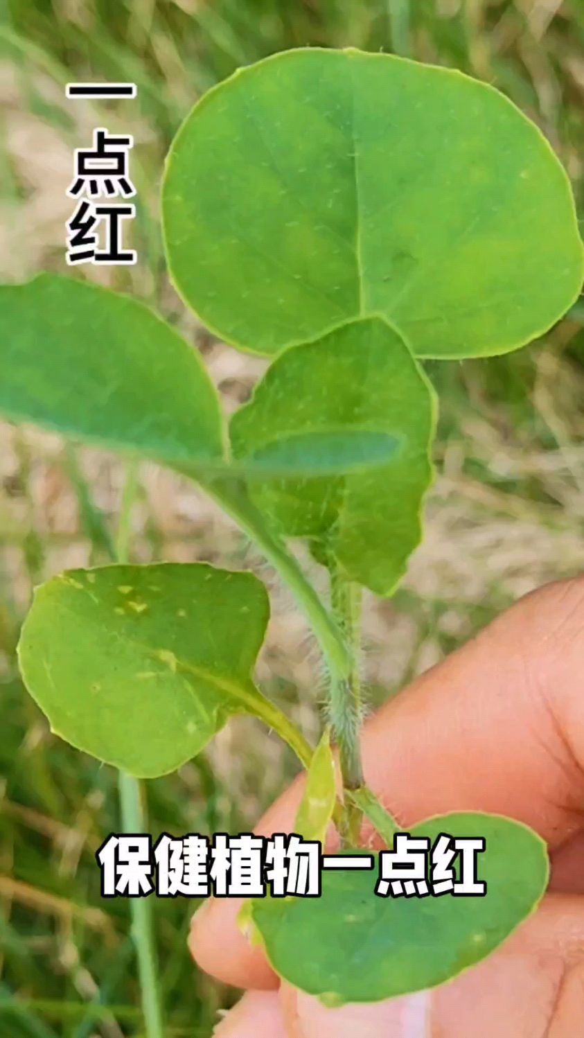 这可是一种真正的野菜,#健康#养生#保健植物一点红#@吴爷爷说百草