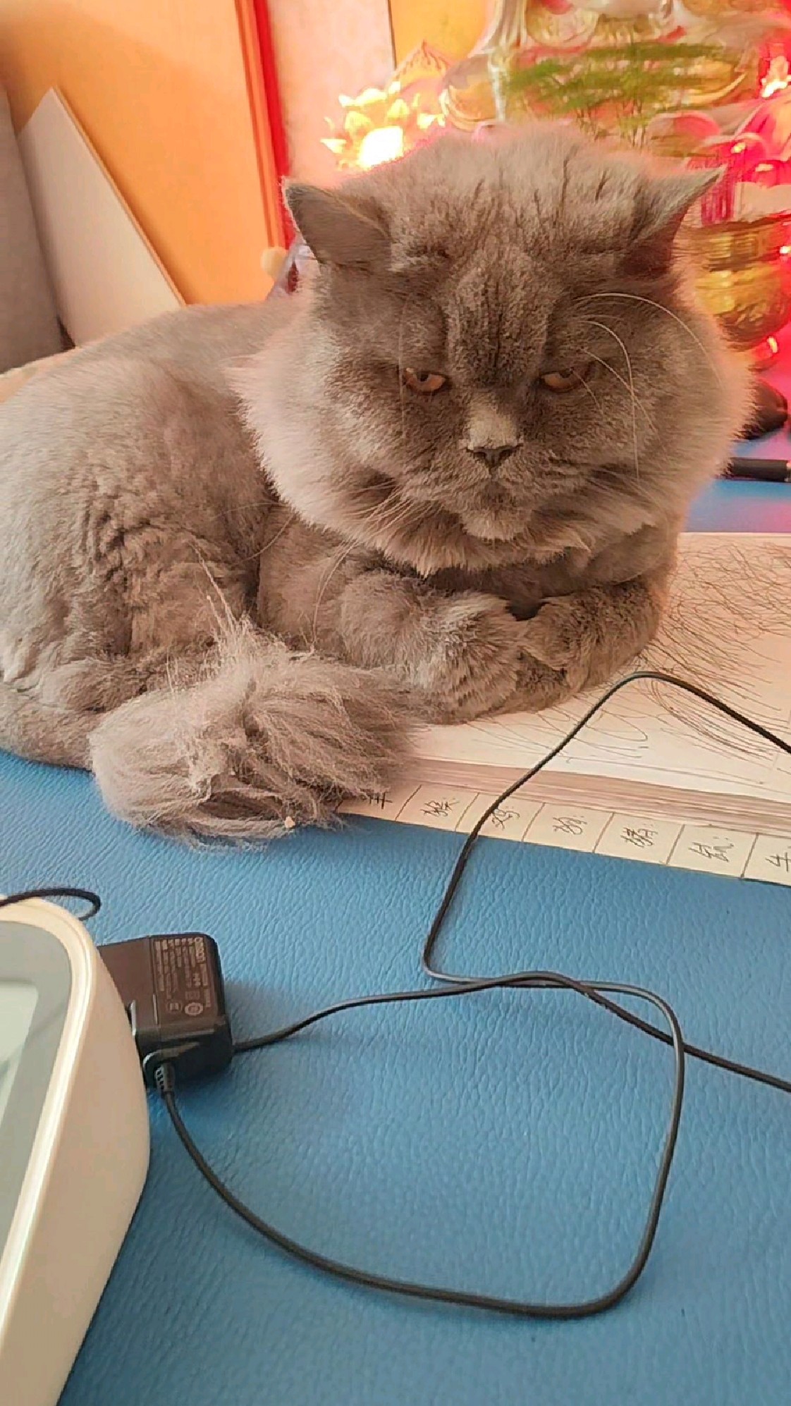开佛店把猫养的也像一尊老佛爷,这大脸。