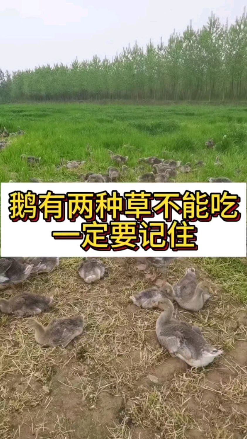 鹅有两种草不能吃一定要记住