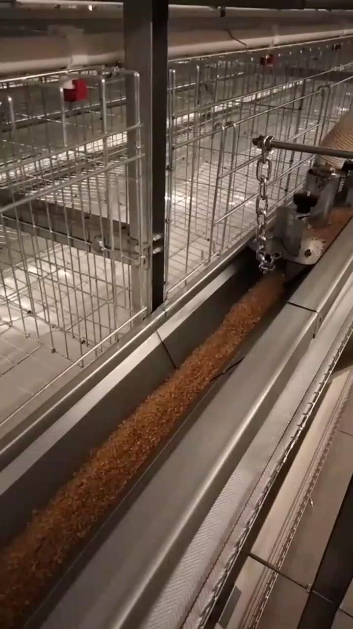 #鸡笼设备 #养殖设备一站式采购 #蛋鸡养殖 现代化自动养鸡设备,层叠式鸡笼
