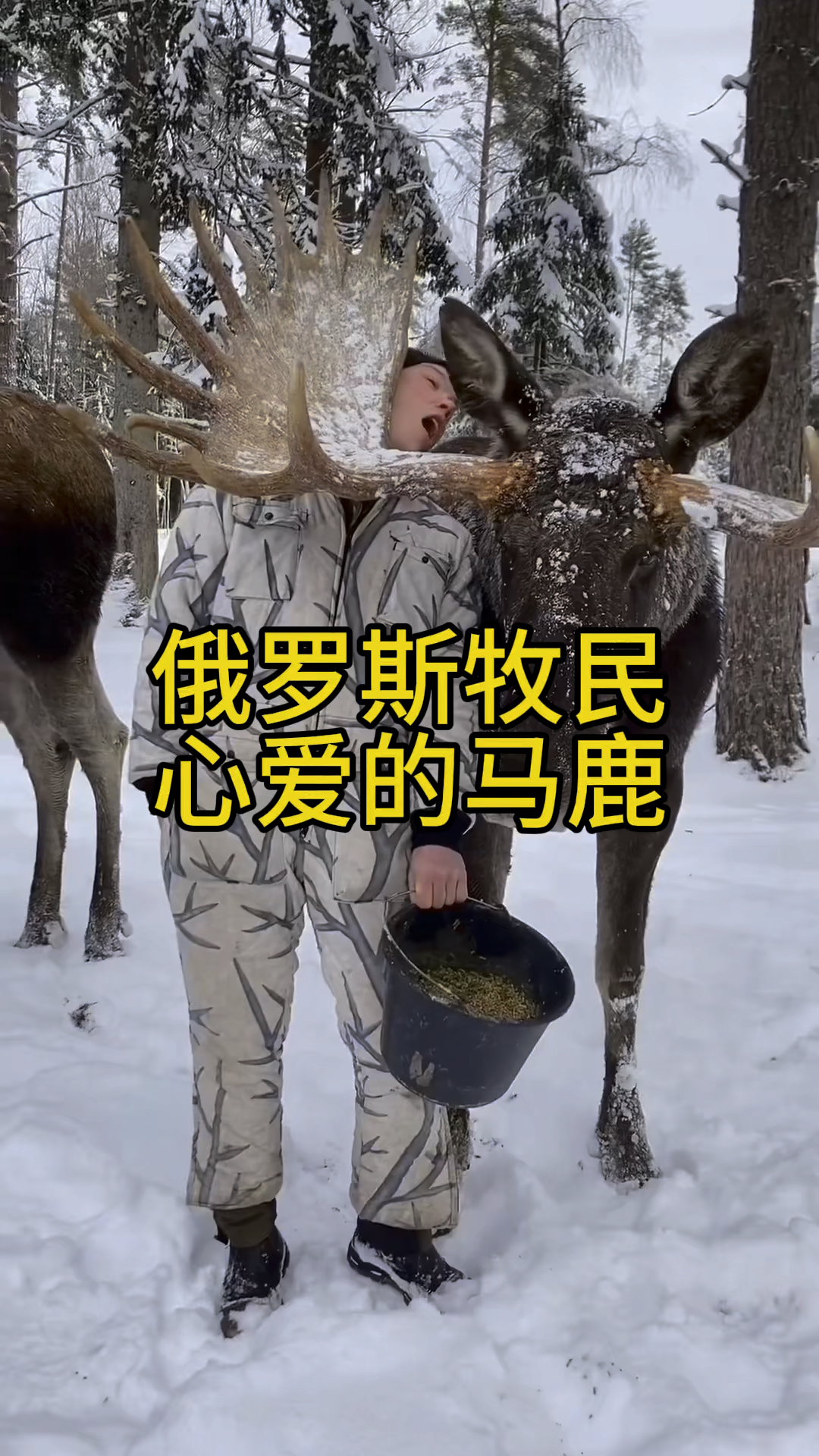 俄罗斯的游牧民族都喜欢养殖这种马鹿#美食 #进口食品