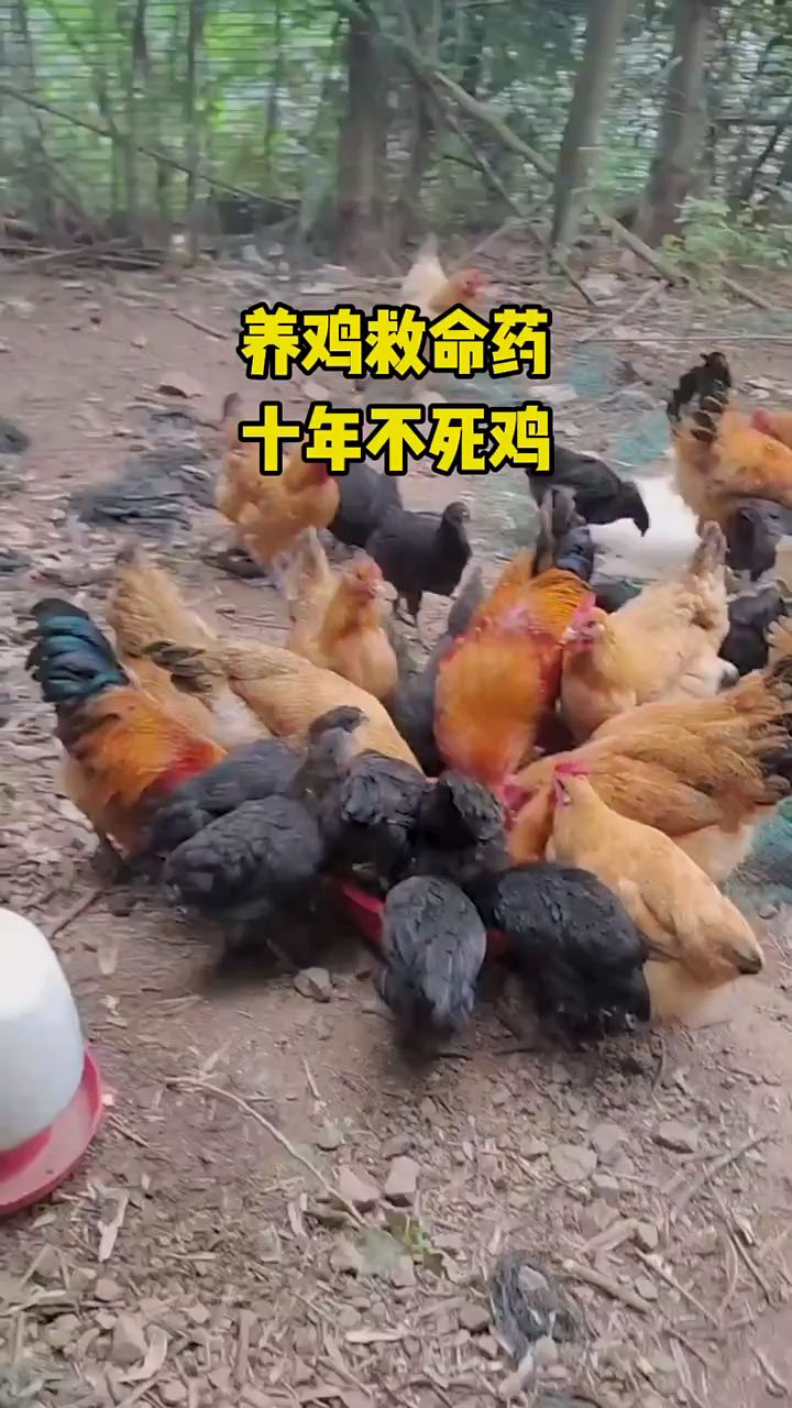 养鸡救命药,十年都不死鸡
