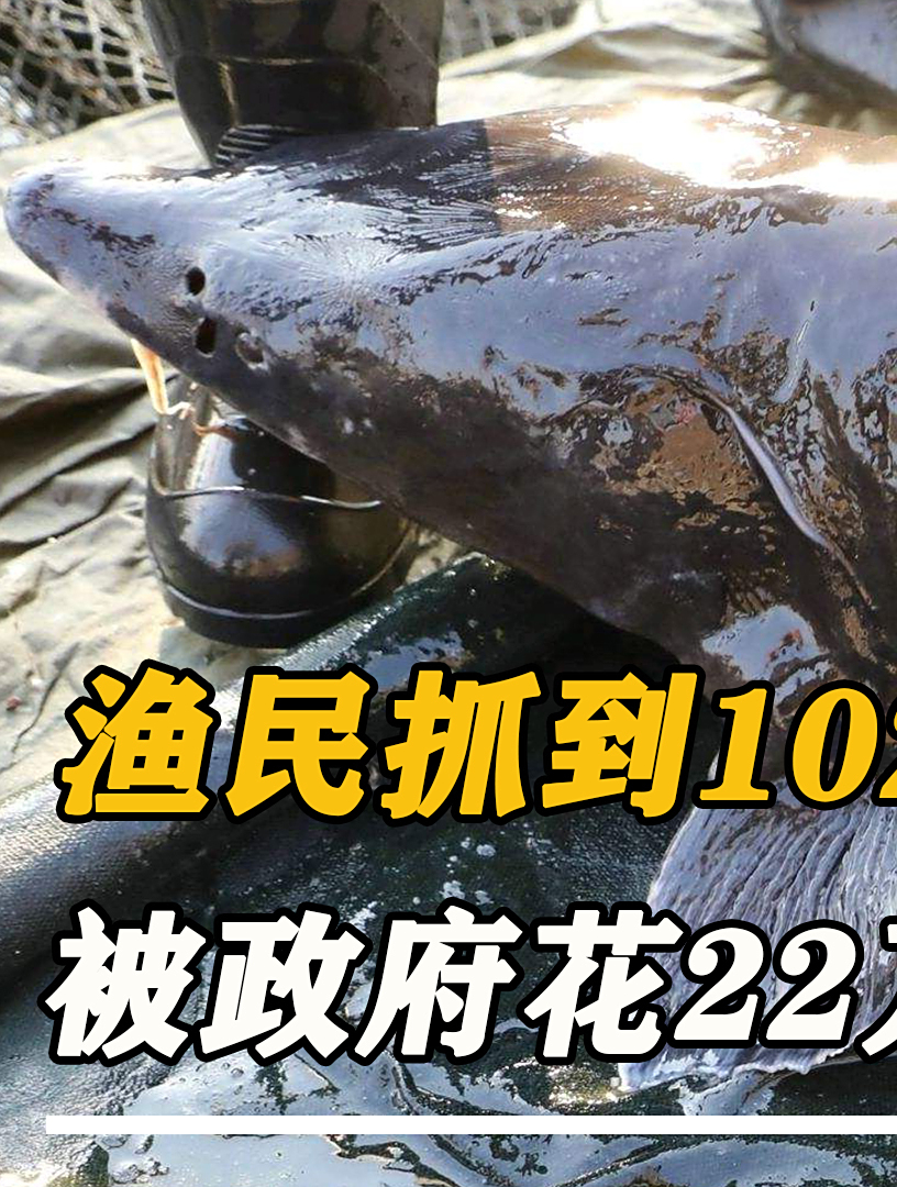 渔民抓到1028斤大鳇鱼!政府花22万买走,这一次没有上交