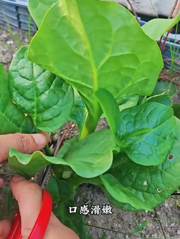 室内室外都能种的大叶木耳菜,四季可采摘,滑滑嫩嫩好吃又营养