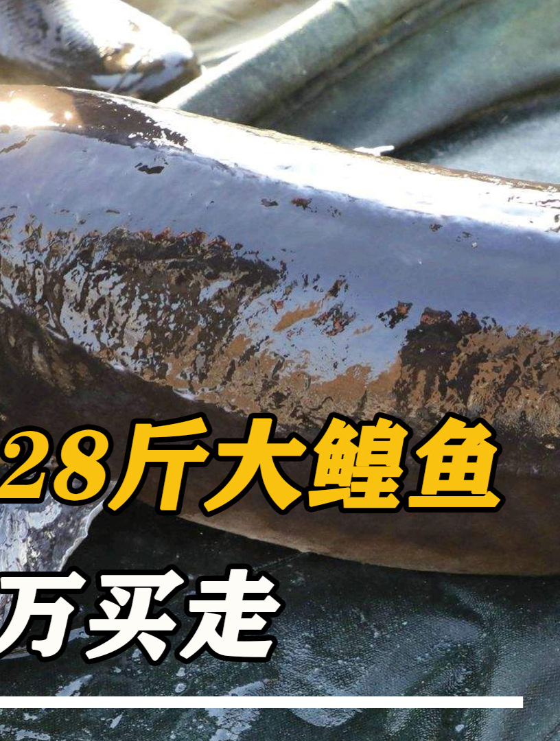 渔民抓到1028斤大鳇鱼!政府花22万买走,这一次没有上交