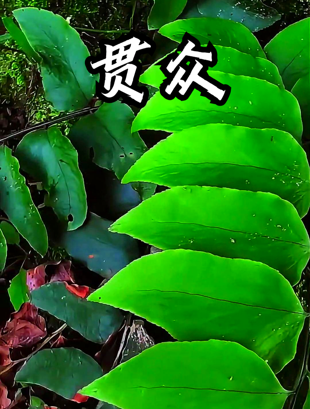 贯众也叫野鸡膀子,用它煮水饮用,可以缓解嗓子不适