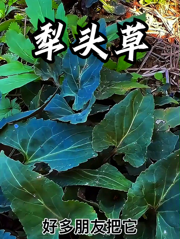 犁头草也叫心叶堇菜,拿它泡水饮用。可以缓解喉咙不适