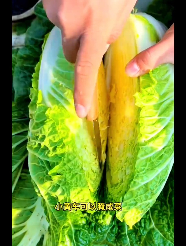 大白菜种植,蔬菜种子