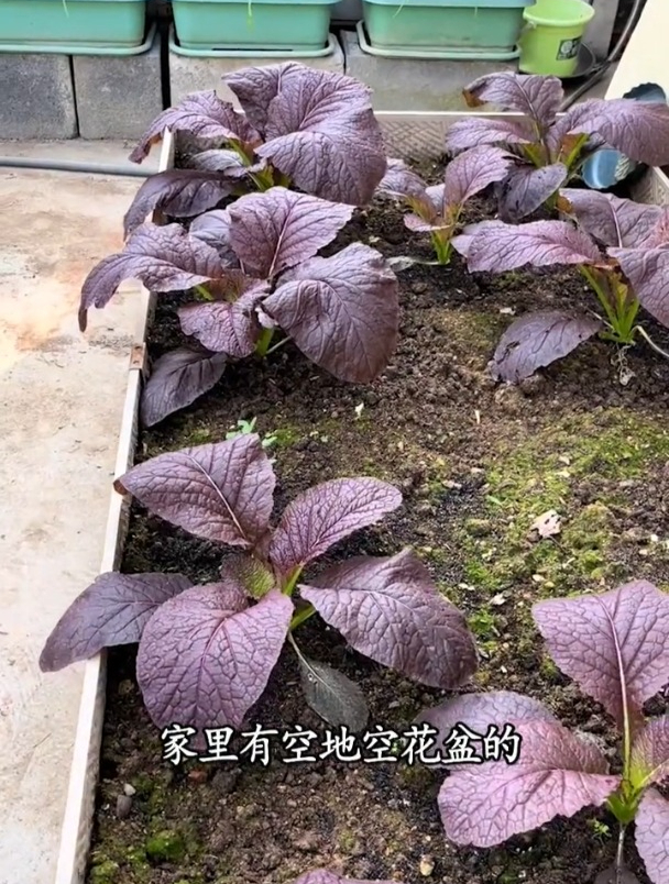 大叶紫芥菜,一颗能炒一盘菜,现在正值种植季!