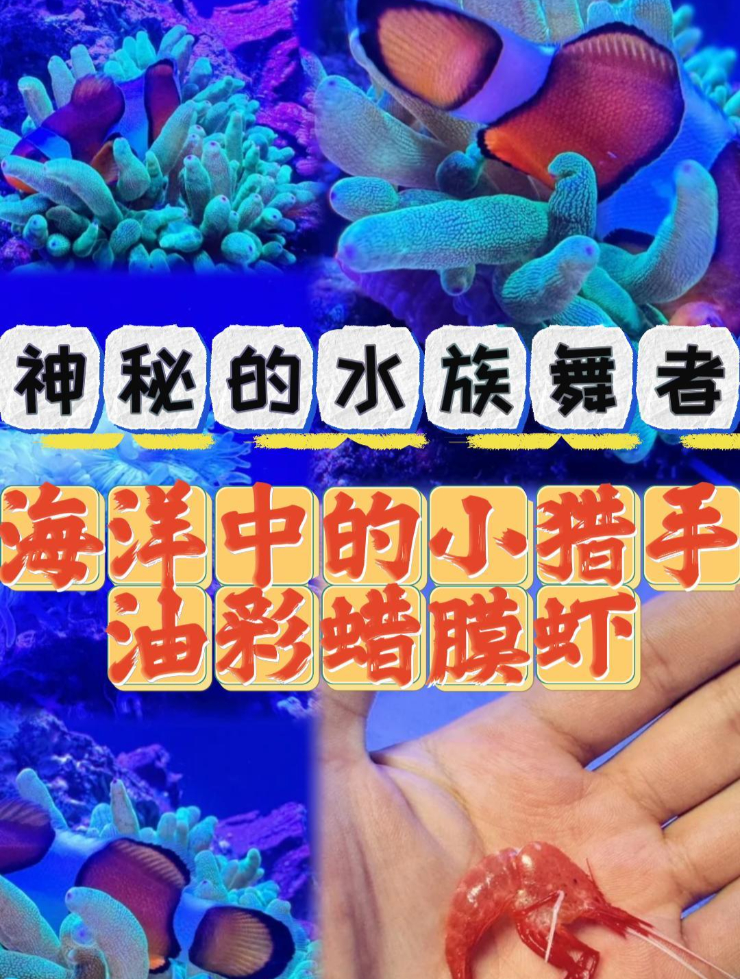 独特魅力的海洋居民,海洋中的小猎手-油彩蜡膜虾