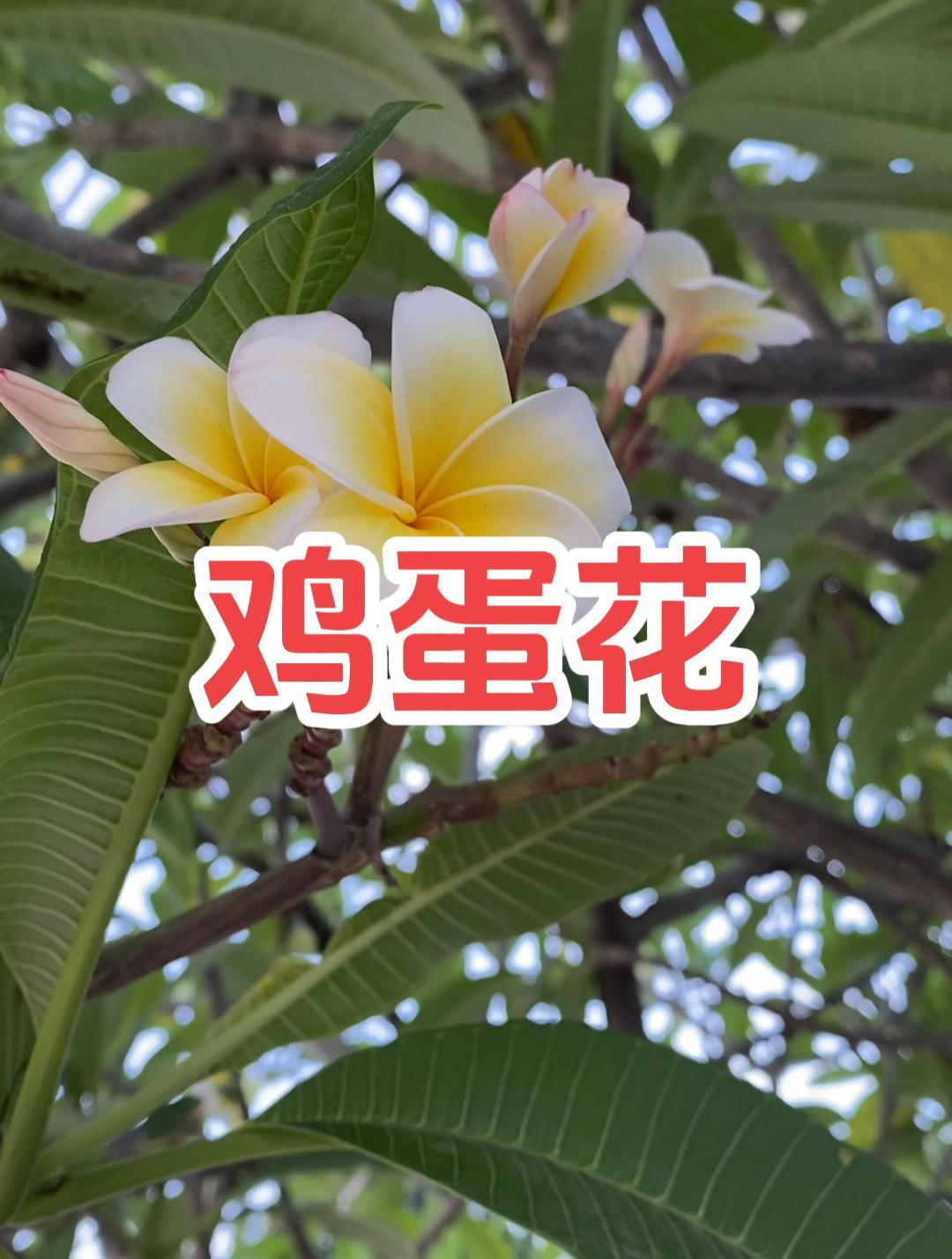 鸡蛋花汁液有毒,花朵竟然可以吃?绿化带里的美食