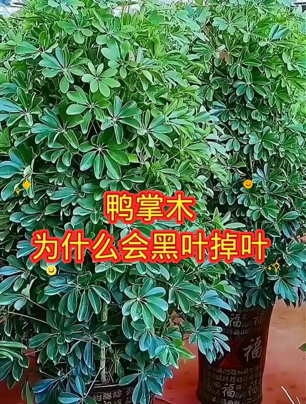 为啥鸭掌木叶子总爱黑还掉?原来处理有妙招!让绿植恢复活力