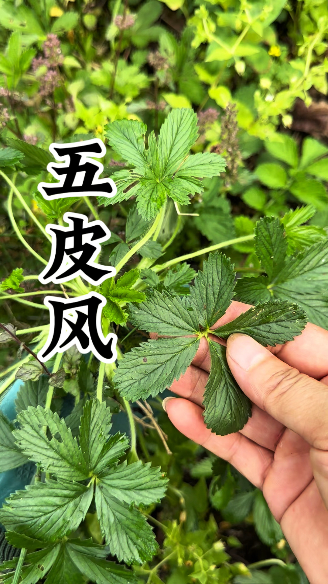 这就是五皮风,也叫蛇含委陵菜