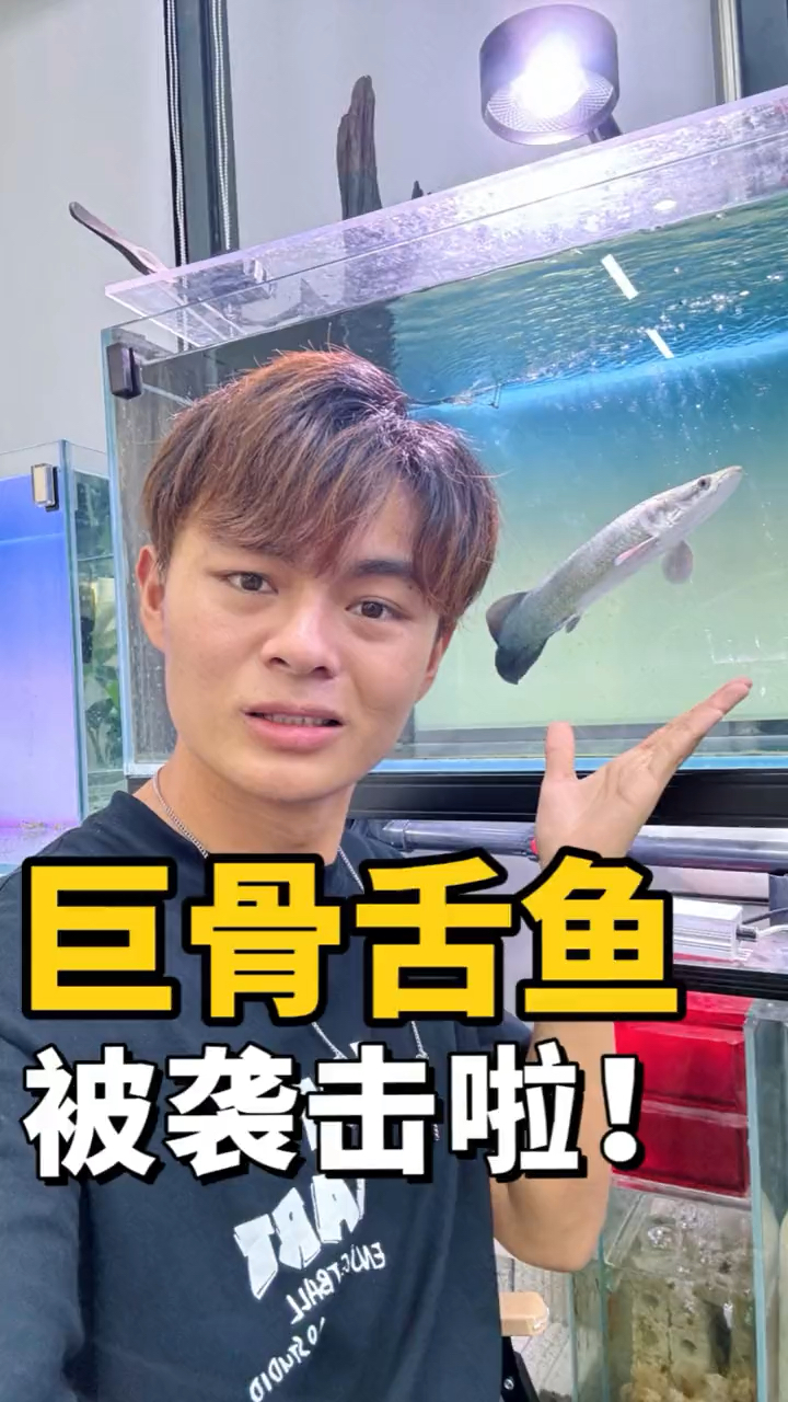 巨骨舌鱼差点被吃掉,凶手到底是谁?