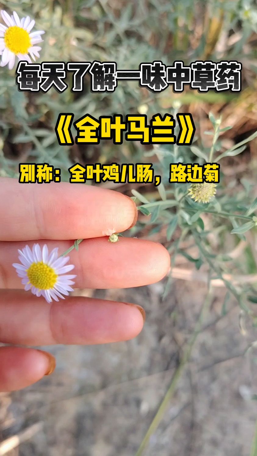 每天了解一味中草药,全叶马兰