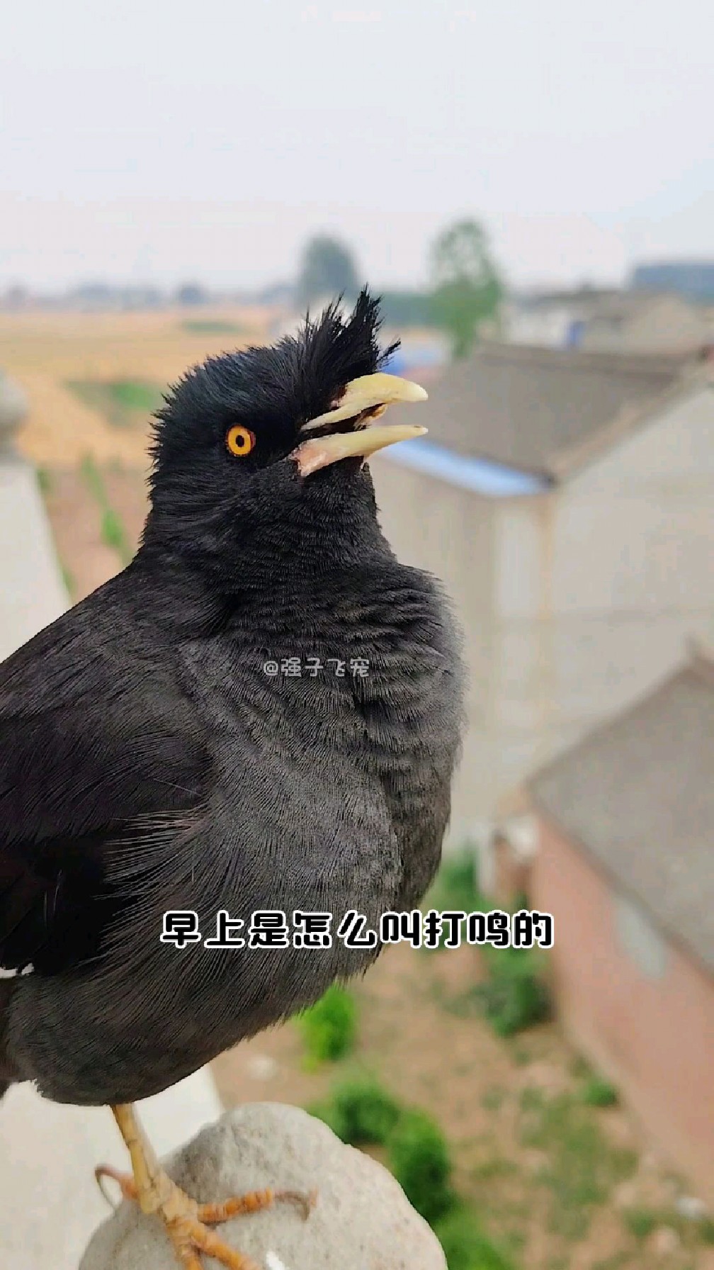 八哥小鸟学会了奶奶家养的大公鸡早上打鸣声音 嘿嘿真搞笑