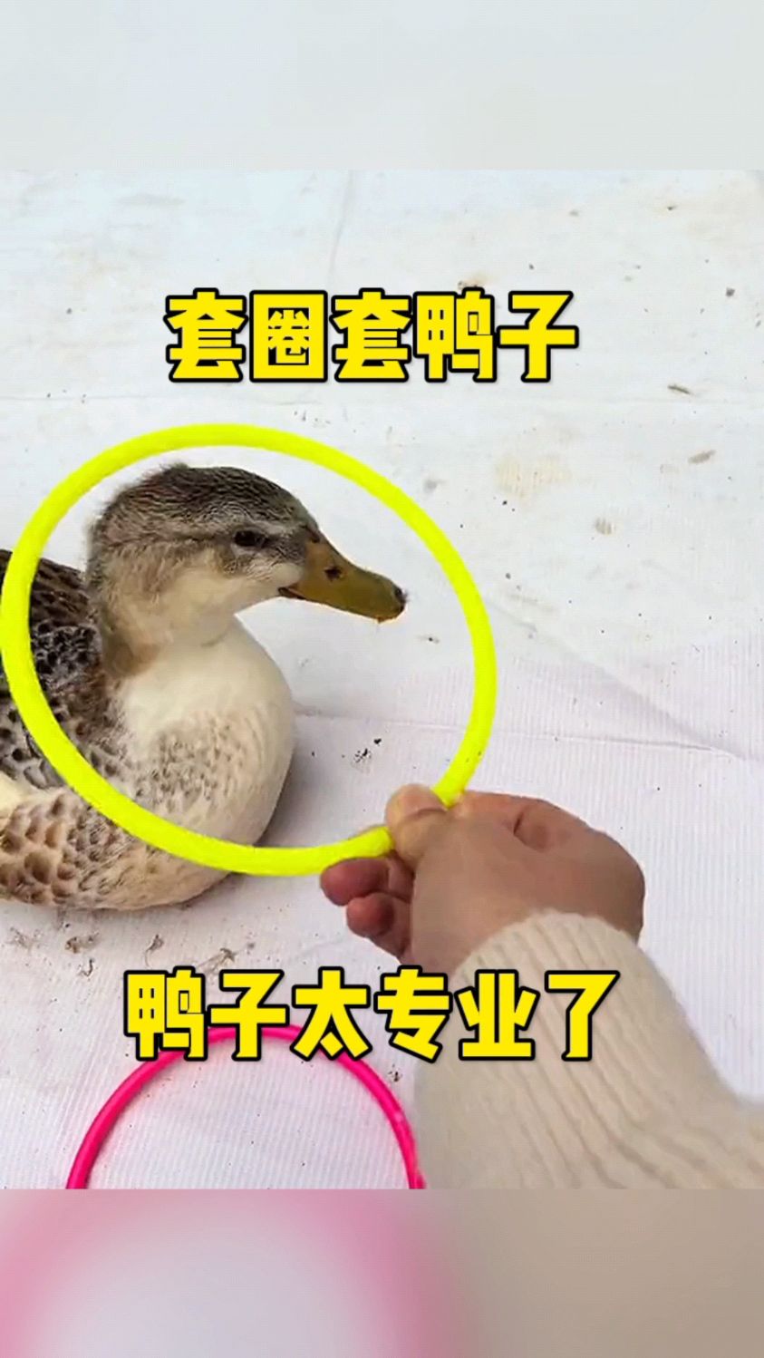 套圈套鸭子,鸭子太专业了!